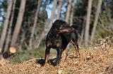 JAGDTERRIER ALLEMAND 102